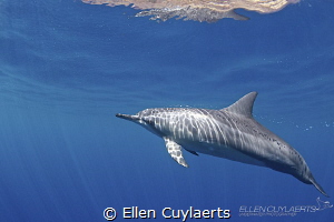 Wishing all moms a bubbly day! by Ellen Cuylaerts 